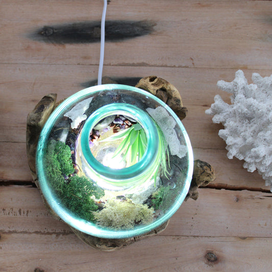 Planten terrarium kopen met verlichting - Cozy Home Store